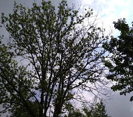 Baum Floßwiese&nbsp;&copy;&nbsp;Stadt Burscheid