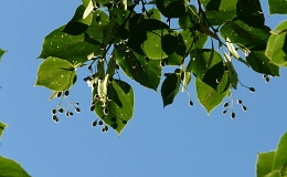 Ein Ast Lindenblätter vor blauem Himmel (dekoratives Bild)