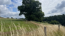 Baum, Wiese, Gräser&nbsp;&copy;&nbsp;Stadt Burscheid